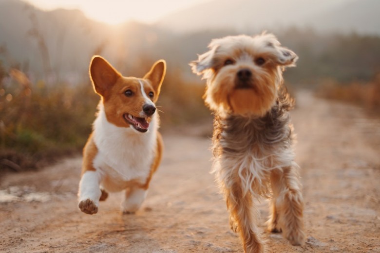 Pet Shop That Delivers | Pet Food Delivery