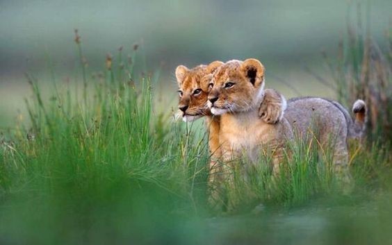 Gir Safari Booking