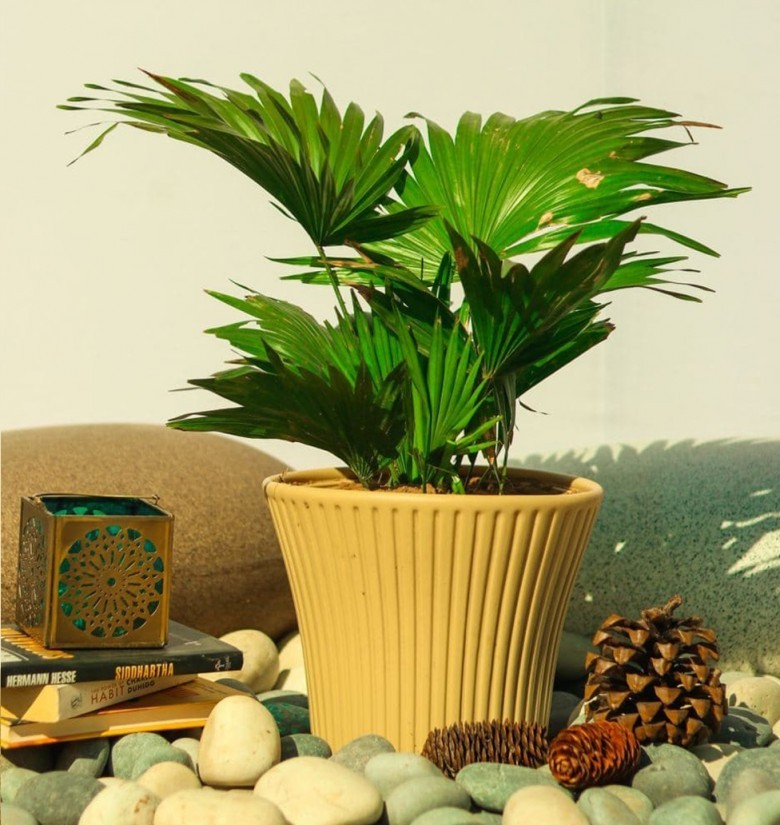 China Palm or Fountain Palm Plant