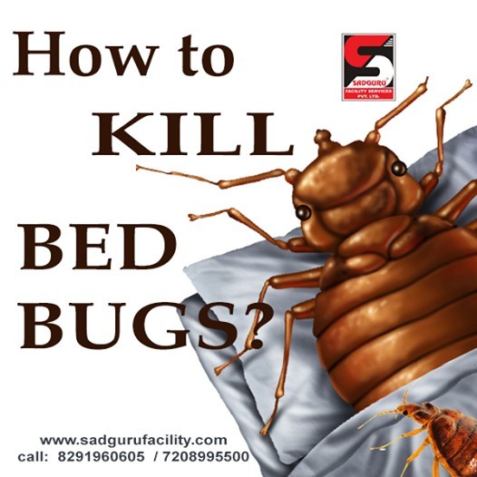Pest Control Services in Goregaon – Sadguru Pest Control