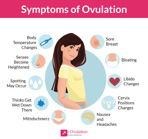 Ovulation calculator