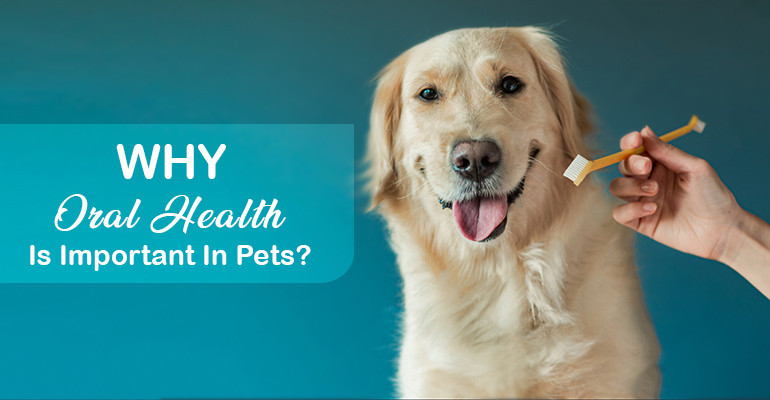 Importance-of-Dental-Health-in-your-Pets.jpg