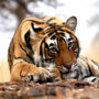 Ranthambhore