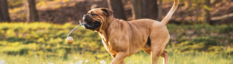 thedogcare