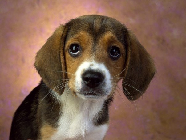 Pet Grooming Parlour Service in Delhi Pet Grooming Parlour Service in
