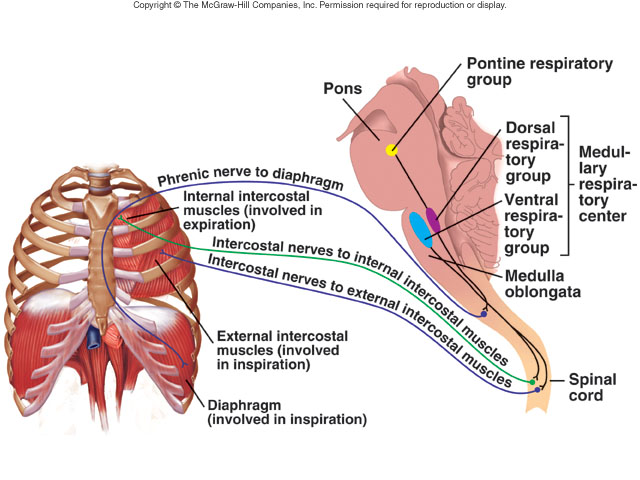 Pranayama- Nadi Shodana –	For common person