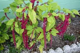 Response of Amaranthus hybridus to metal stress and manure amendment 