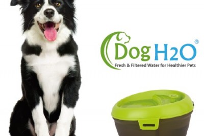 Buy Pet water fountain USA