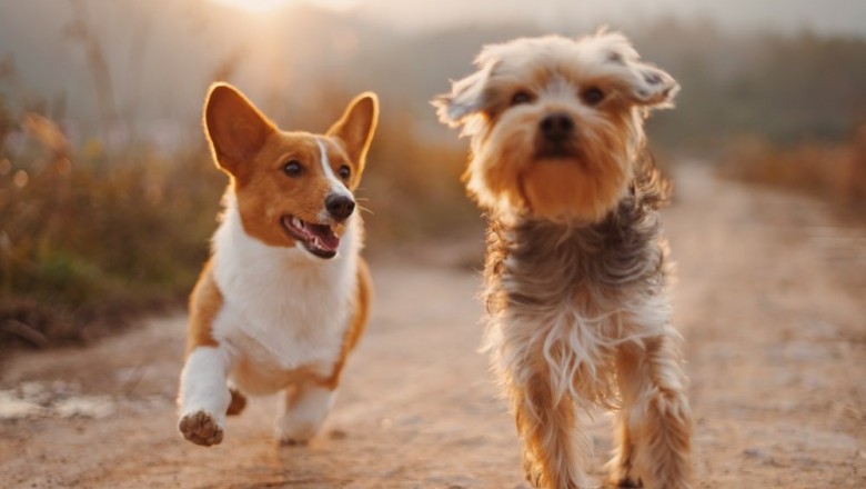 Pet Shop That Delivers | Pet Food Delivery