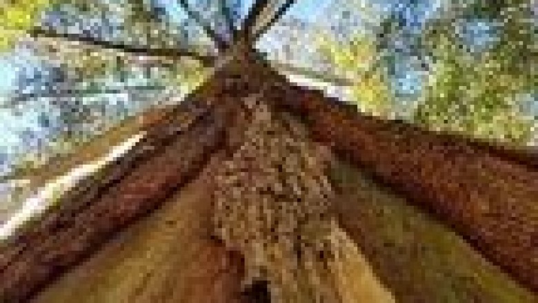 You Know About Level 5 Consulting Arborist Reports Sutherland Shire