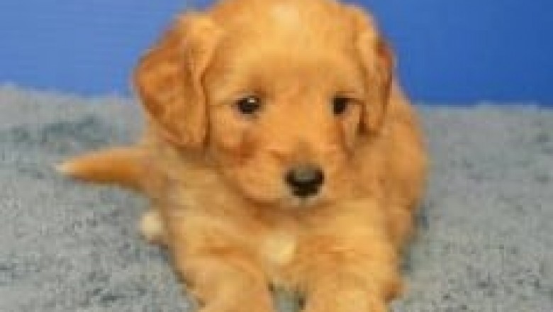 Goldendoodle Puppies for Sale