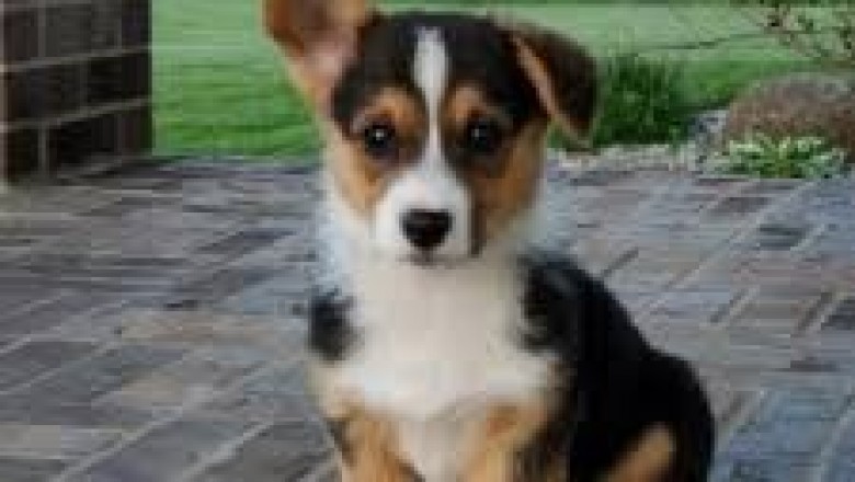 Pembroke Welsh Corgi Puppies