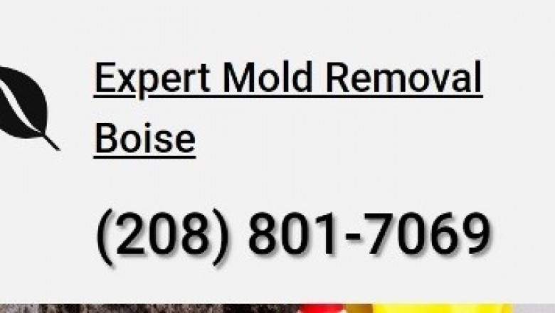 Mold Removal - 5 Details You should Know