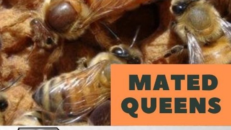 Package Bees - The best way to Obtain Honey Bees