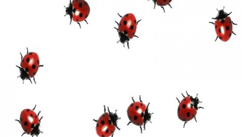 10 Lawn Care Suggestions It's important to Know - Study It