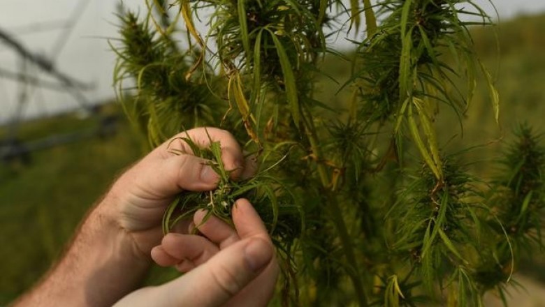 Benefits of cbd oil - Blog