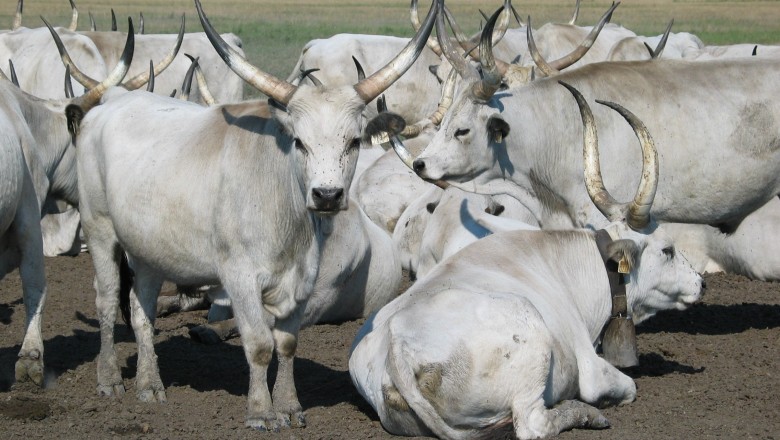 Hungarian Grey Cattle