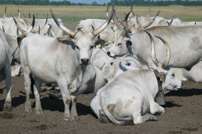 Hungarian Grey Cattle