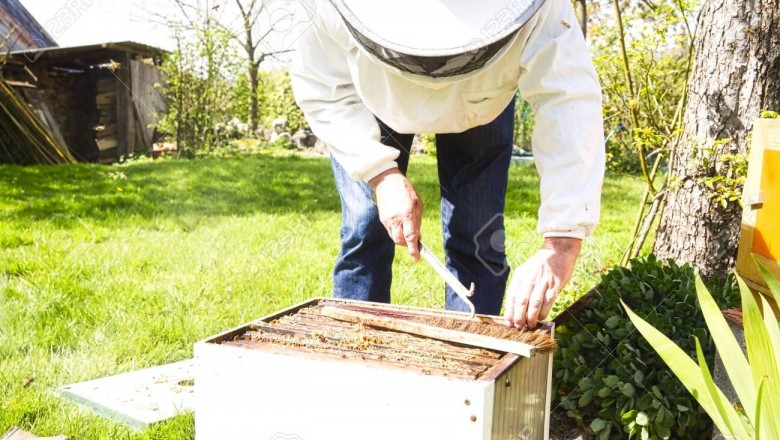 The way to invest in honey bees Exactly where and The way to Invest in Honey Bees