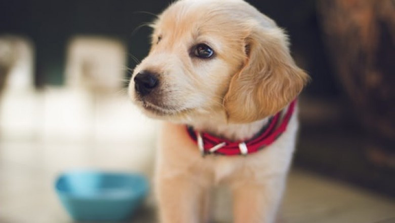 3 Things You Need to Know about Dog Crates