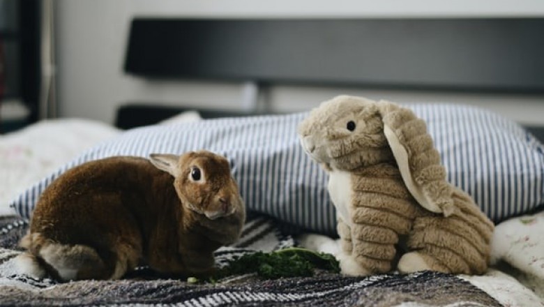 What Steps Should You Take for Finding Proper Rabbit Food?