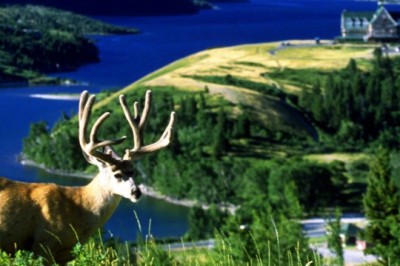 Calendar Of Events - Waterton Lakes National Park
