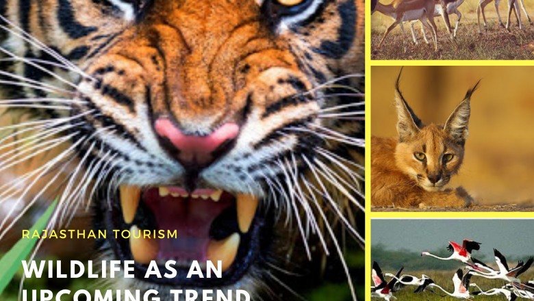 Rajasthan Tour Packages - Padharo Travel