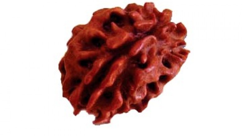 2 Mukhi Rudraksha