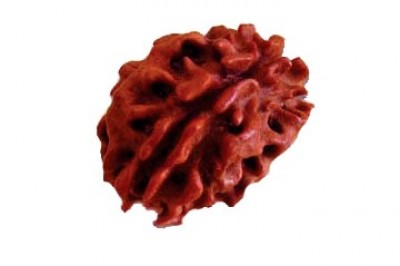2 Mukhi Rudraksha