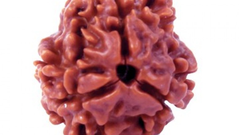 3 Mukhi Rudraksha