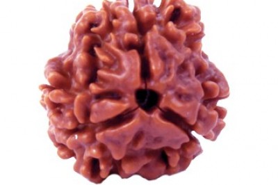 3 Mukhi Rudraksha