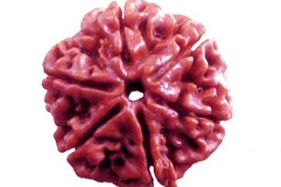 6 Mukhi Rudraksha