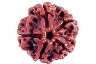 5 Mukhi Rudraksha
