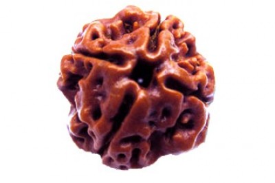 4 Mukhi Rudraksha