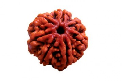 7 Mukhi Rudraksha