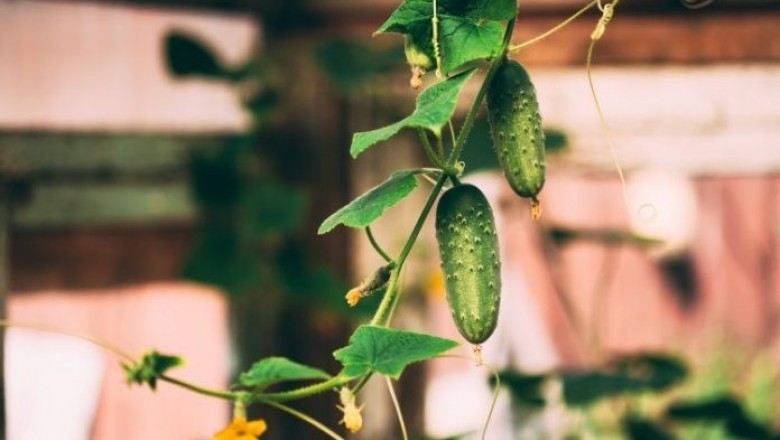 The way to Plant Cucumbers?