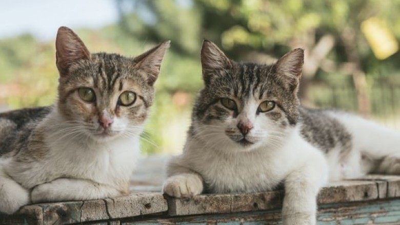 3 Advantages Offered by Crystal Cat Litter