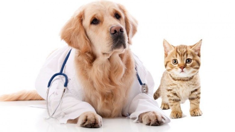 Global Pet Insurance Market Expected to Expand at a CAGR of 11.0% between 2019 and 2027: Industry Probe
