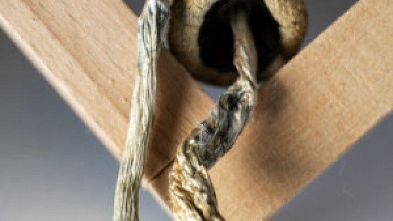 Buy Quality Magic Mushrooms - BHANG-BHANG