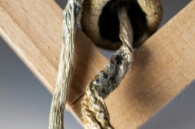 Buy Quality Magic Mushrooms - BHANG-BHANG