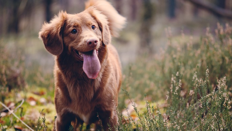 Pet Supplies In Edmonton