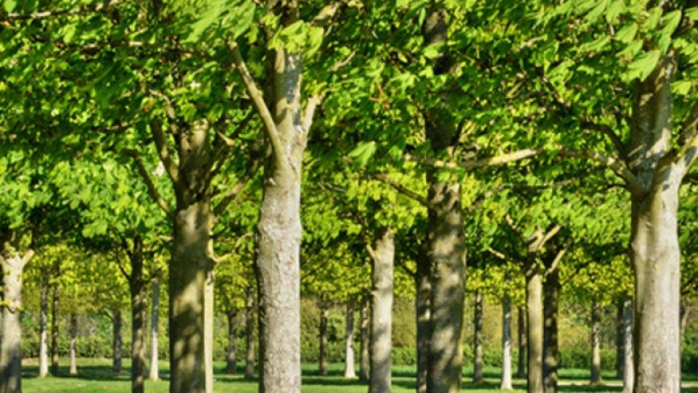 Tree Surgeons Dulwich