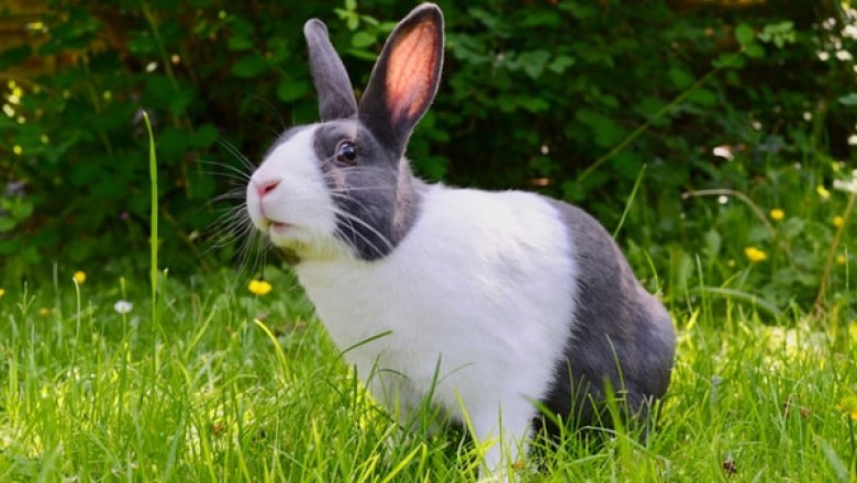 The Importance of Quality Rabbit Food