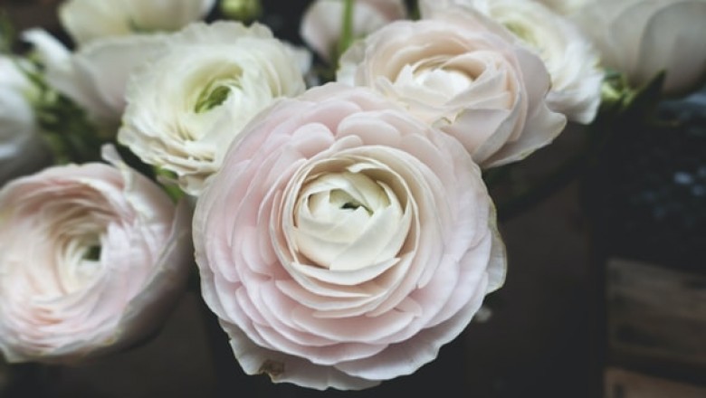 Short Guide to Revealing the Features of Sola Wood Flowers
