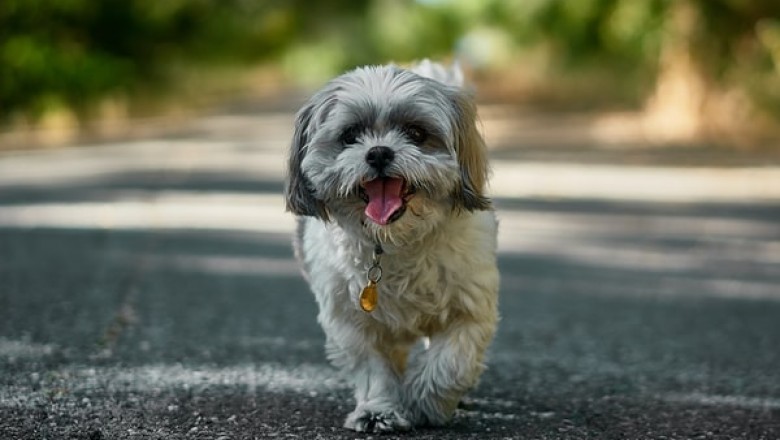 Why Should a Pet Shop in Sydney Care About Your Pet?