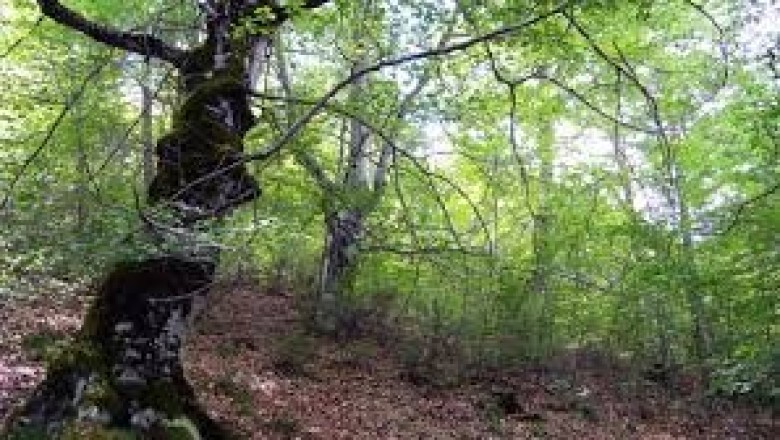 Forest Management Services