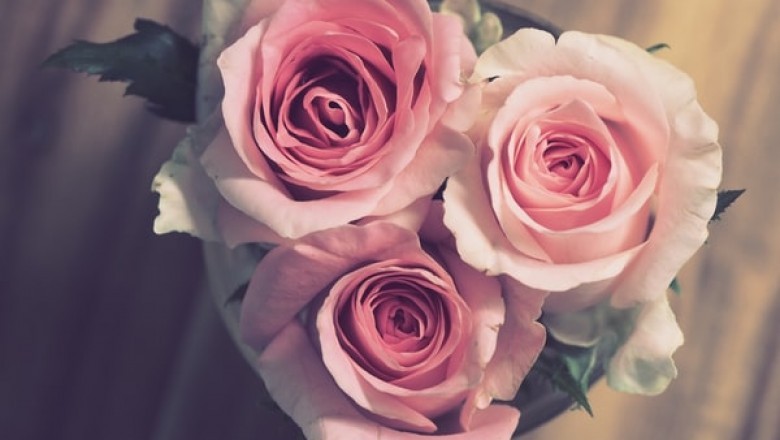 Where Can You Find Sola Flowers?