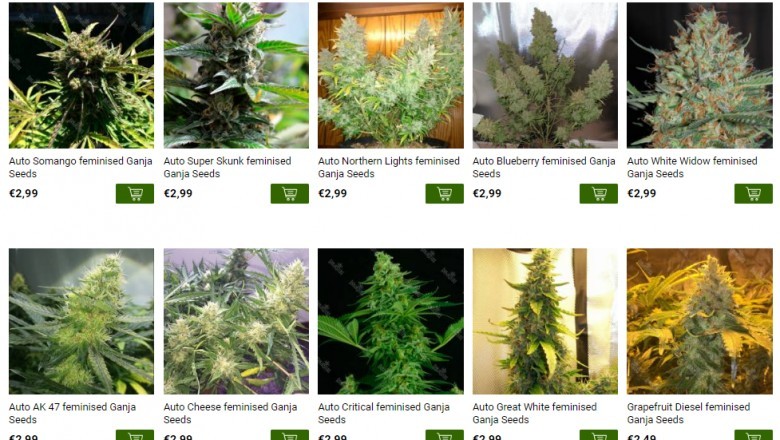 Hemp Seed Sources