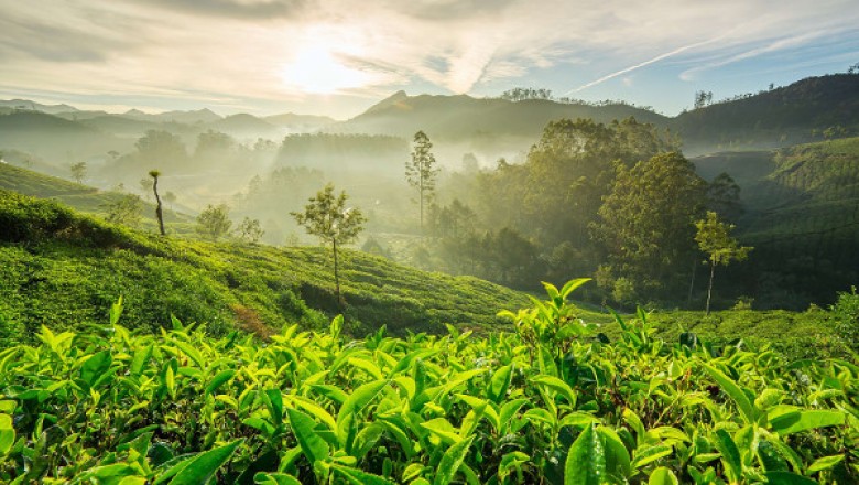 Bangalore to Munnar Cab | Bangalore to Munnar Taxi