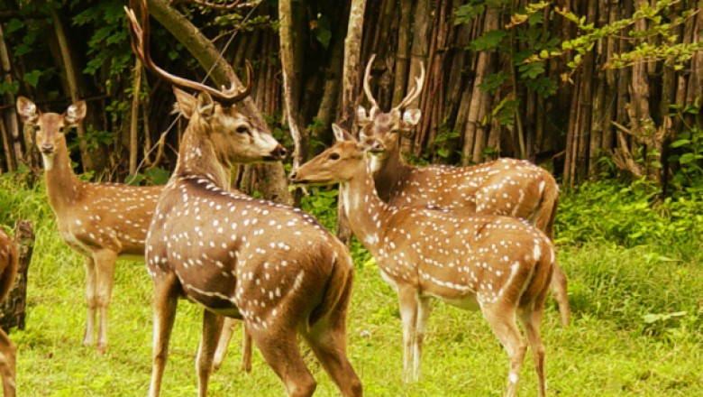 Bangalore to Mudumalai Cab | Bangalore to Mudumalai Taxi